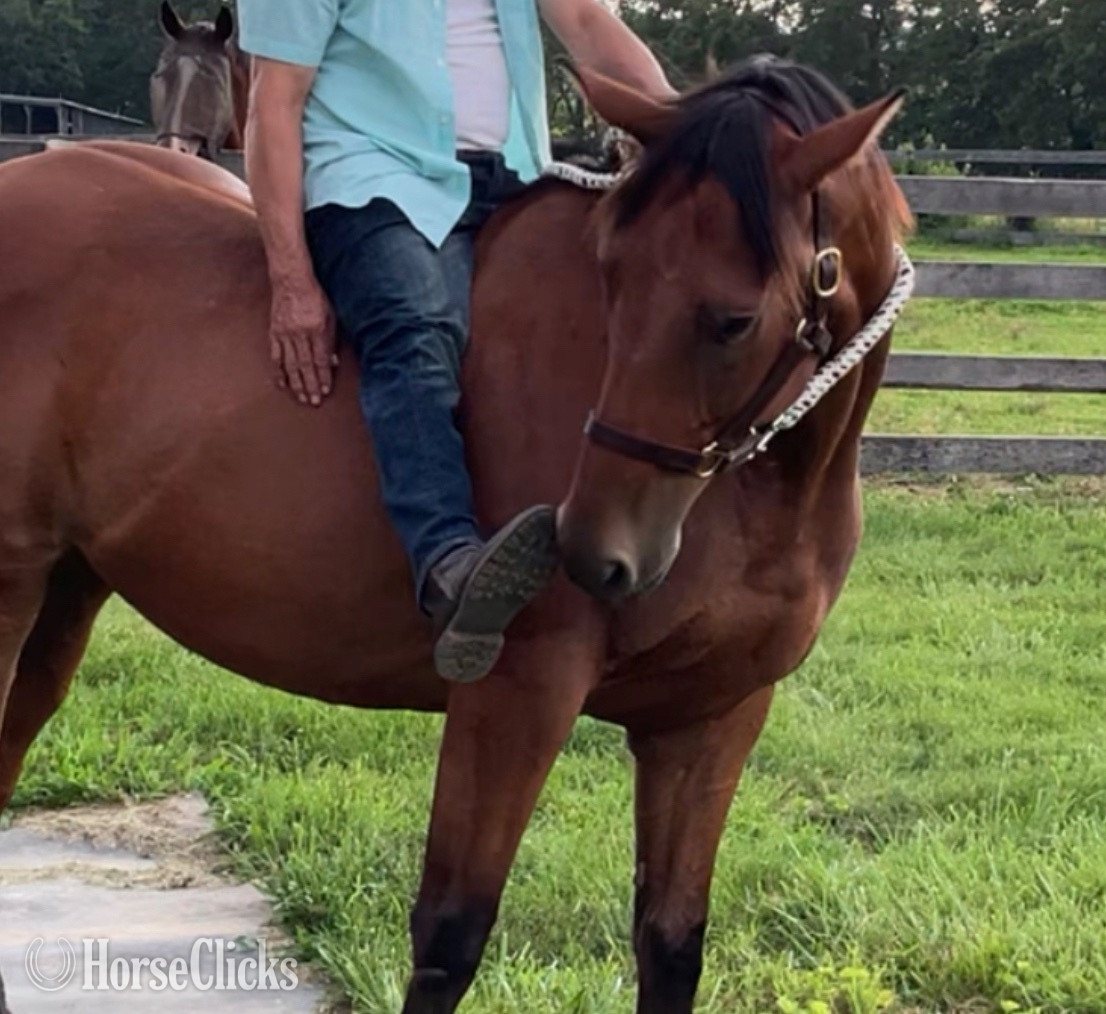 "Timmy" Bay Gelding Thoroughbred - Thoroughbred in Kentucky