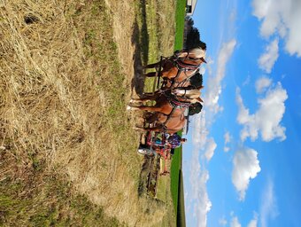 "Julie" Sorrel Mare Belgian