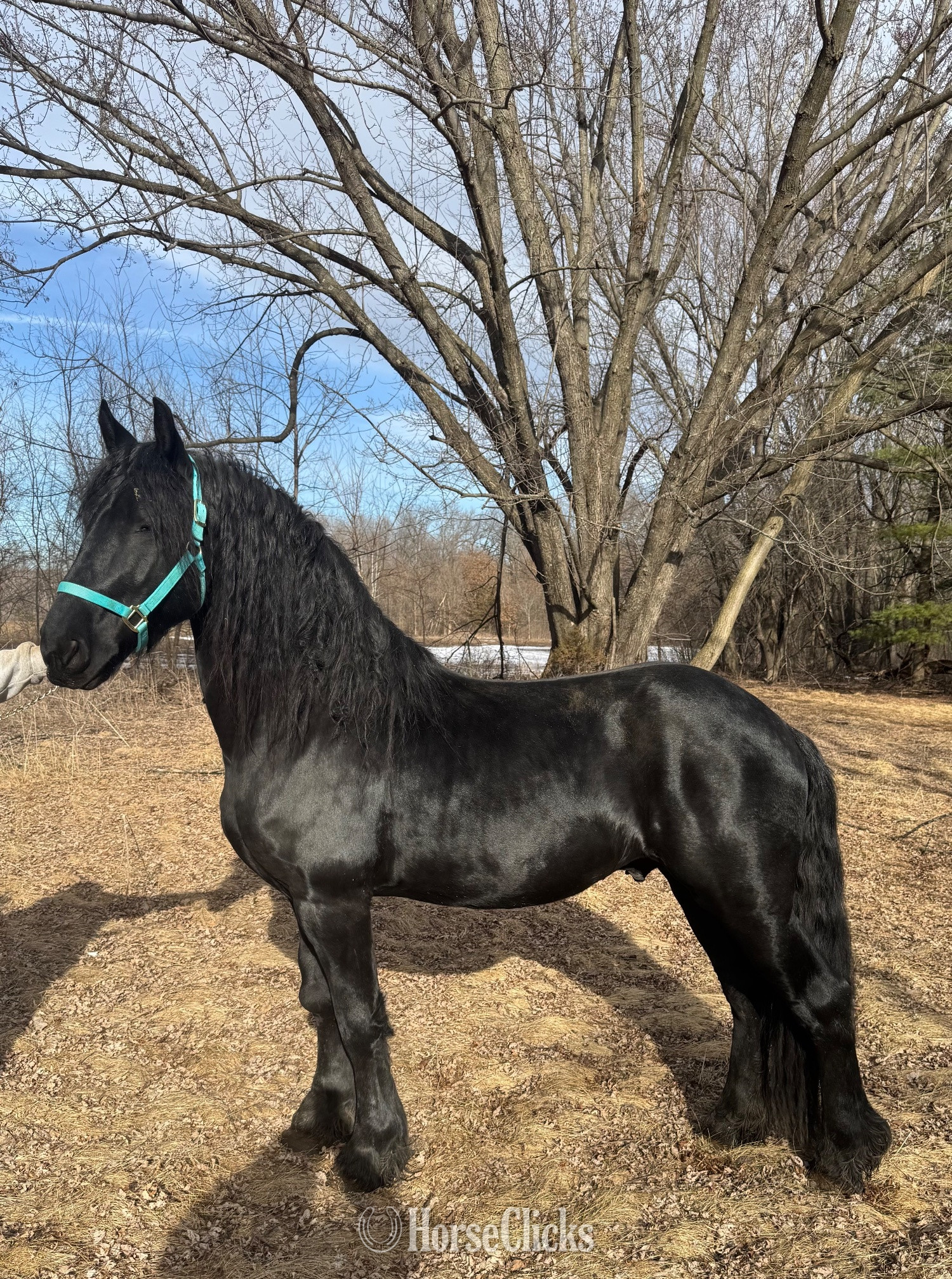 "Buddy (Pride of Tina)" Black Stallion Friesian in Wisconsin
