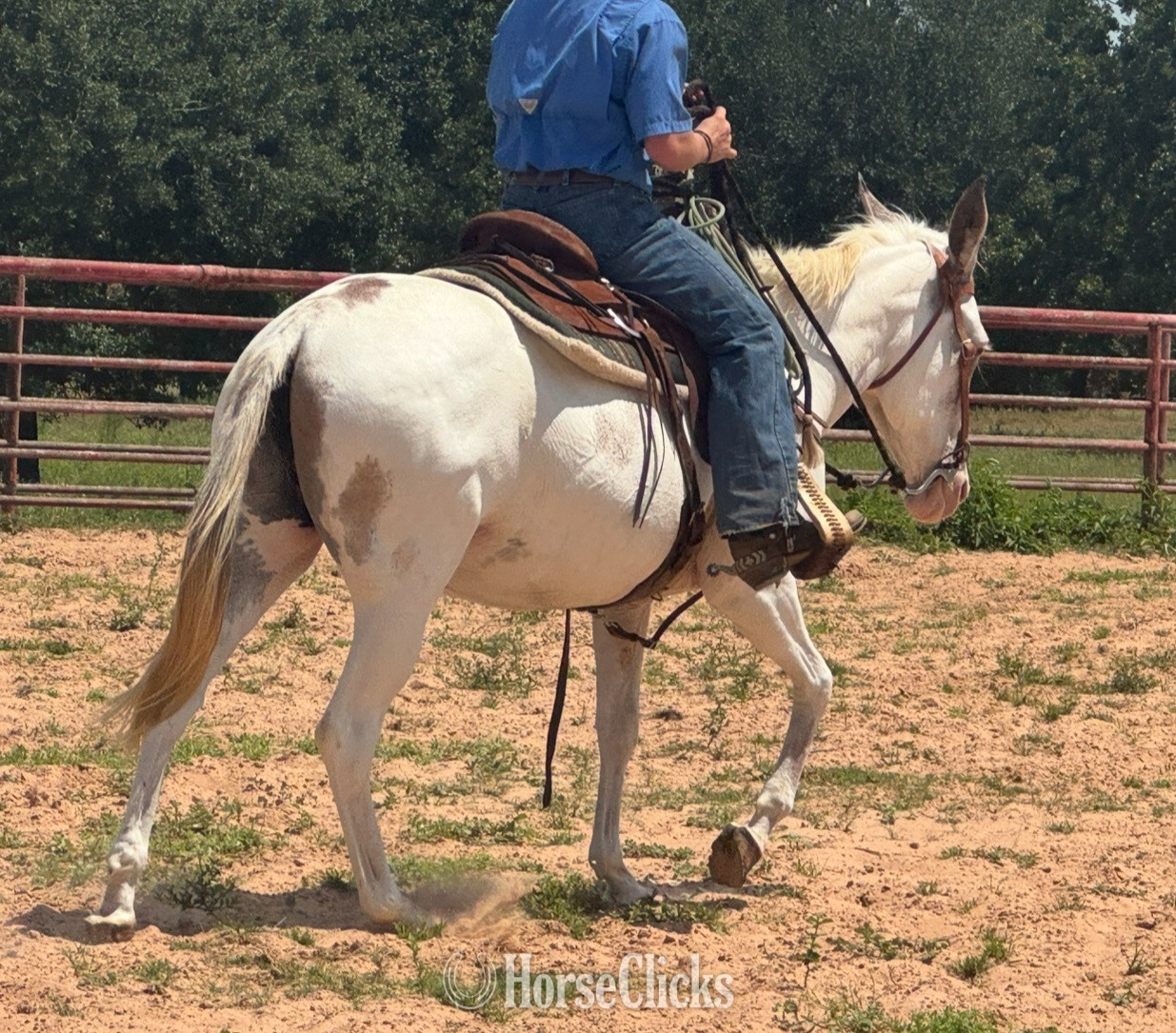 "Cookie" Tabiano Mare Mule in Texas