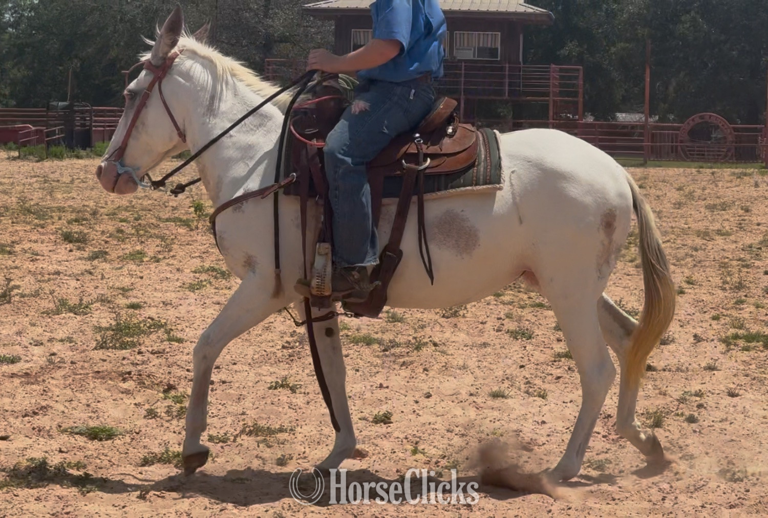 "Cookie" Tabiano Mare Mule