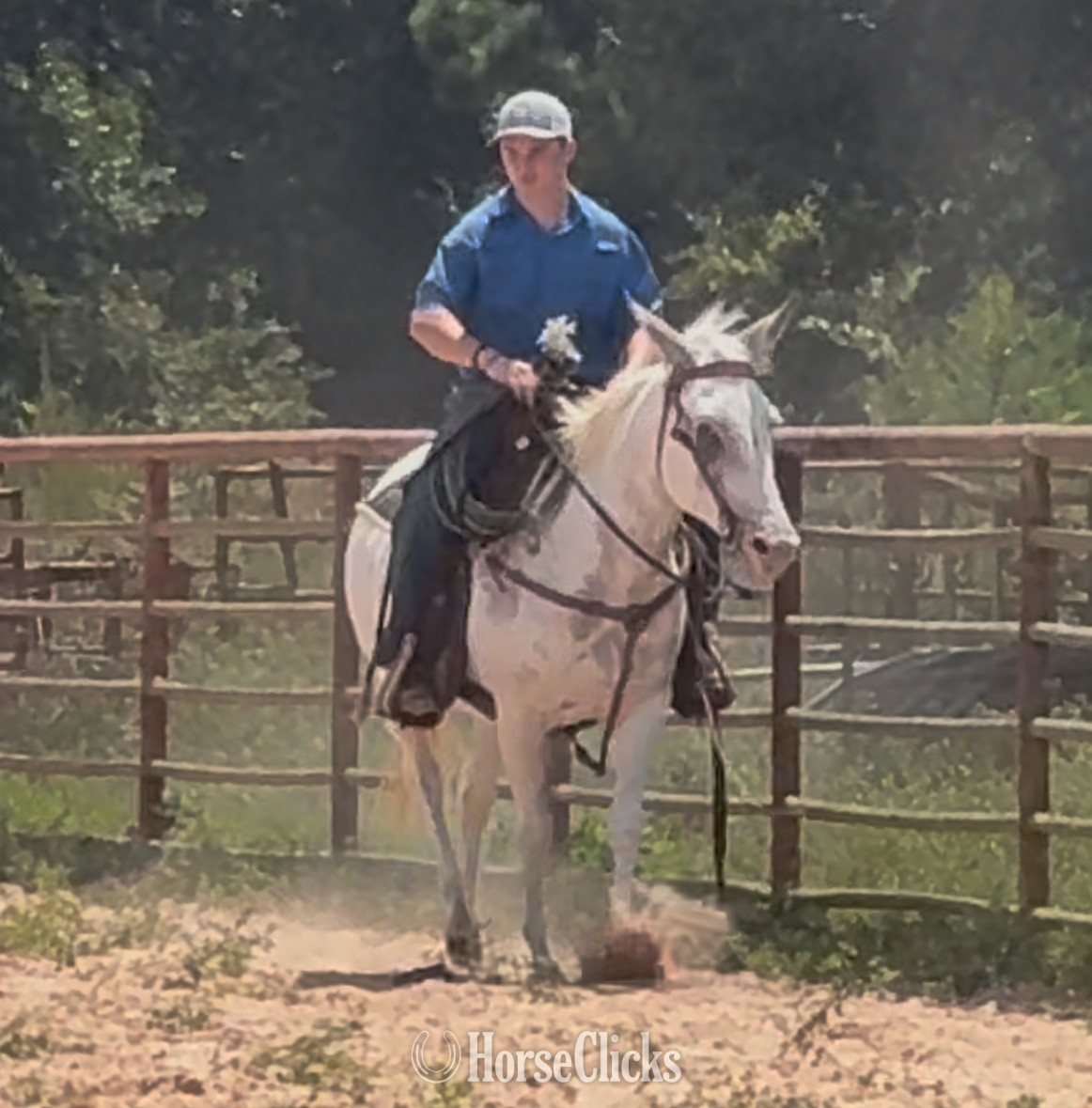 Texas "Cookie" Tabiano Mare Mule
