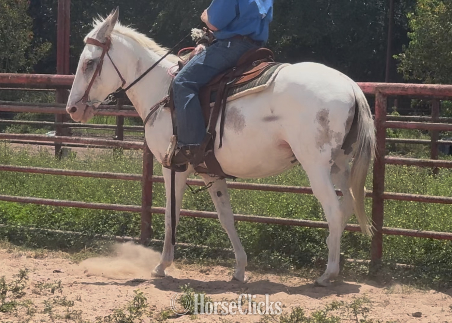 "Cookie" Tabiano Mare Mule - Mule in Texas