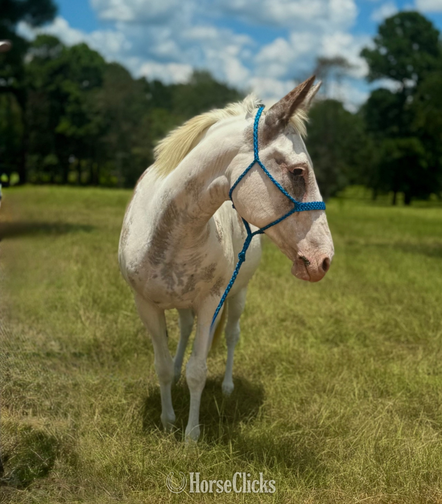 "Cookie" Tabiano Mare Mule - Mule
