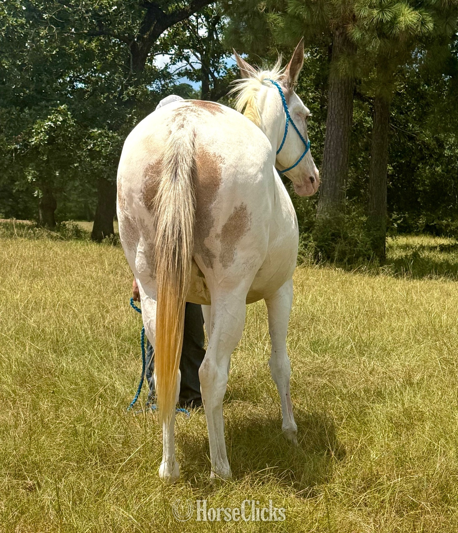 "Cookie" Tabiano Mare Mule Texas