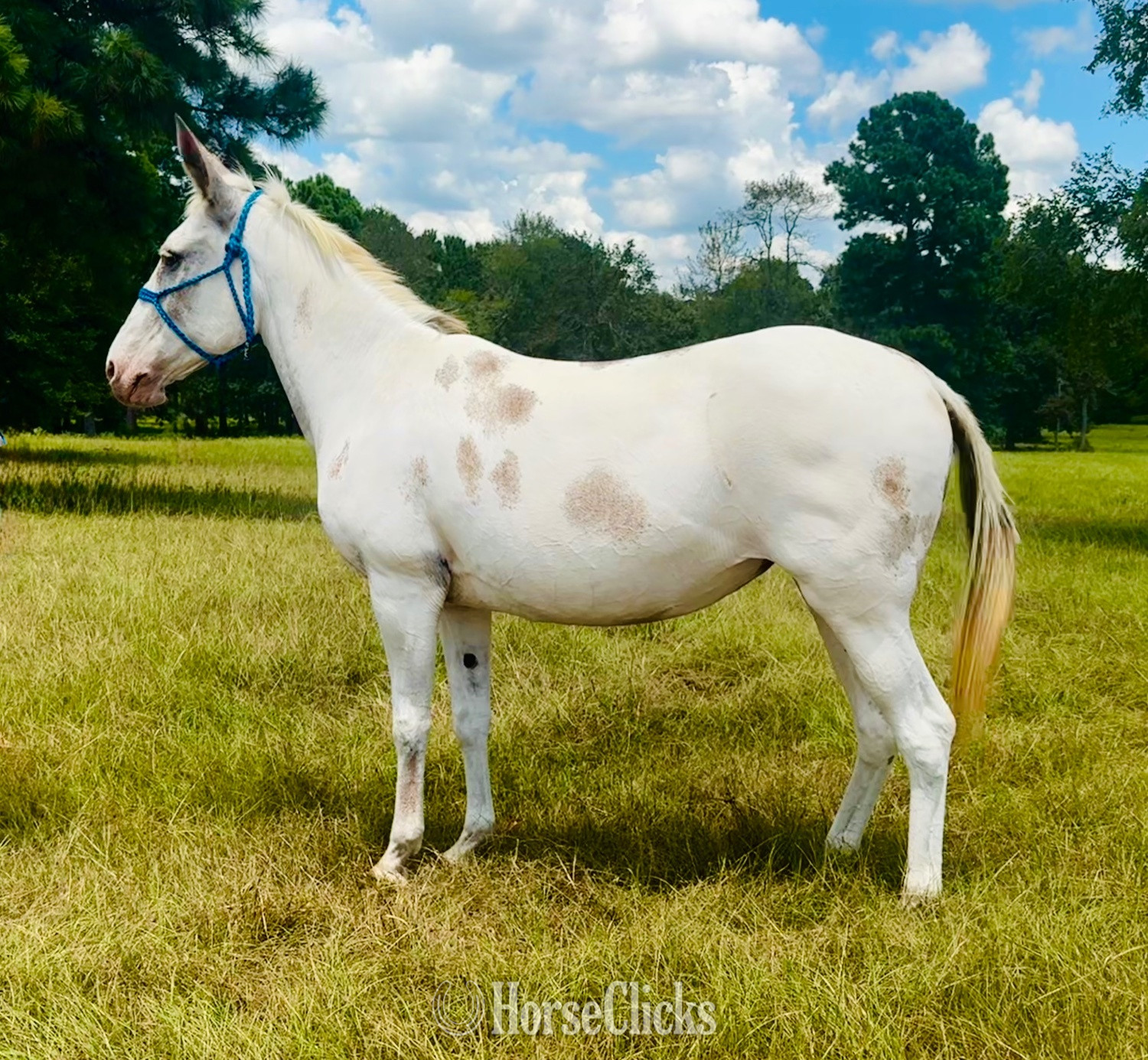 Mule - "Cookie" Tabiano Mare Mule in Texas