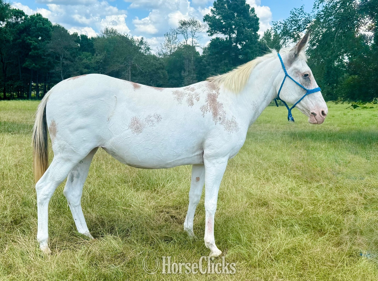 Mule - "Cookie" Tabiano Mare Mule