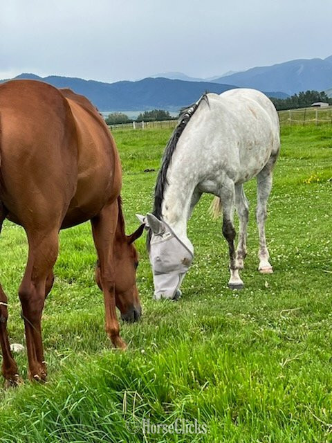 "Amanda" Sorrel Mare Thoroughbred