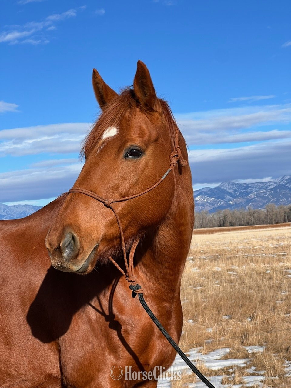 "Amanda" Sorrel Mare Thoroughbred in Montana
