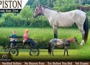 "Piston" Bay Roan Gelding Welsh Pony