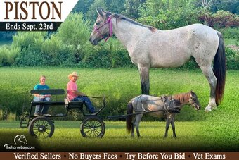 "Piston" Bay Roan Gelding Welsh Pony