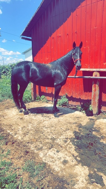 "Royal" Black Mare Tennessee Walker