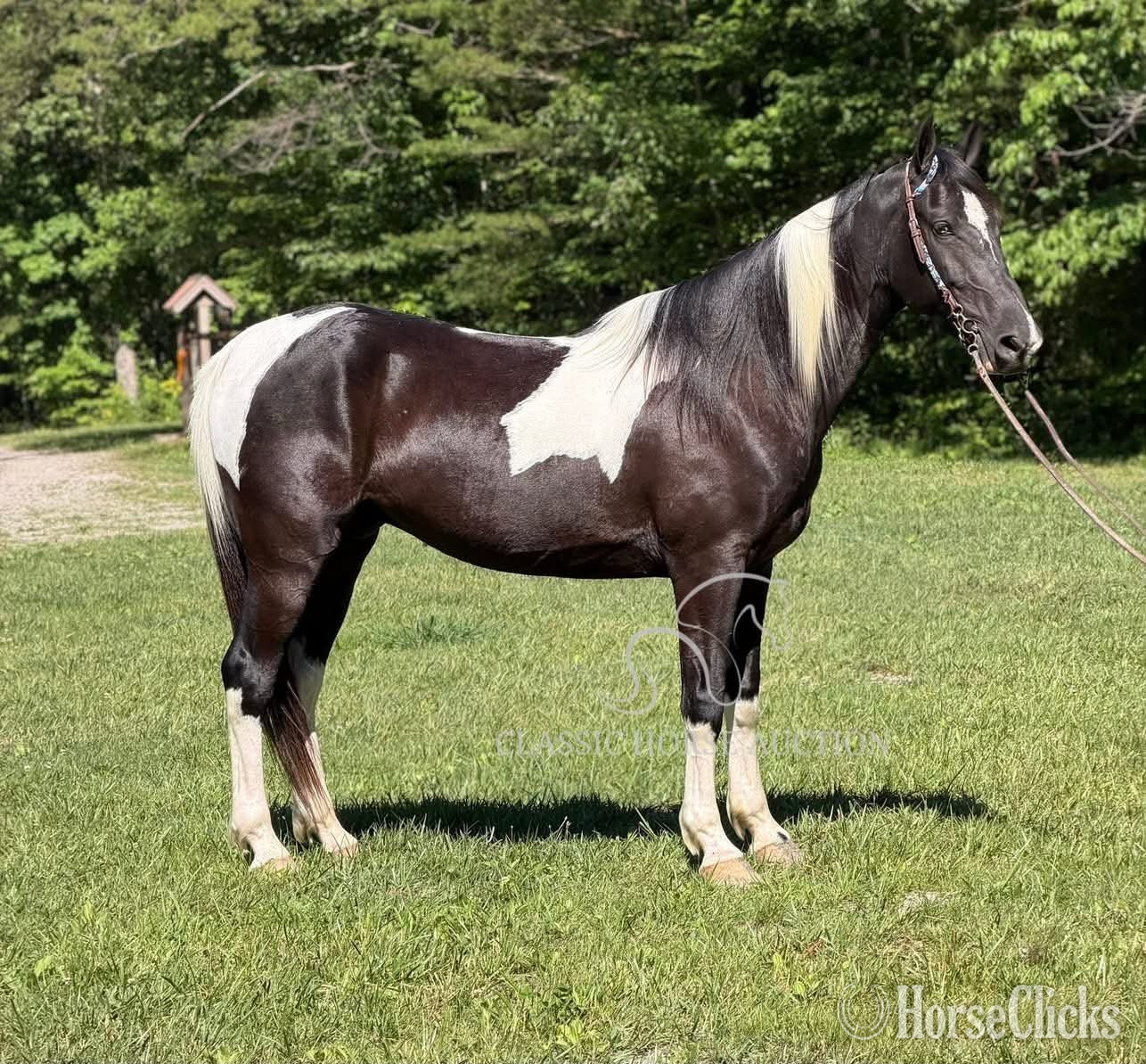 "DIEGO" Tabiano Gelding Spotted Saddle