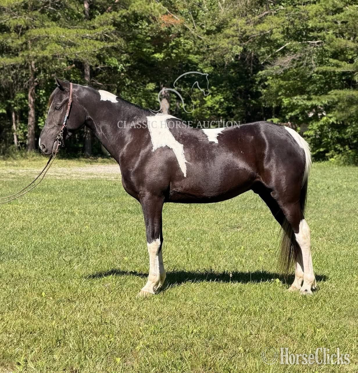 "DIEGO" Tabiano Gelding Spotted Saddle - Spotted Saddle in Kentucky