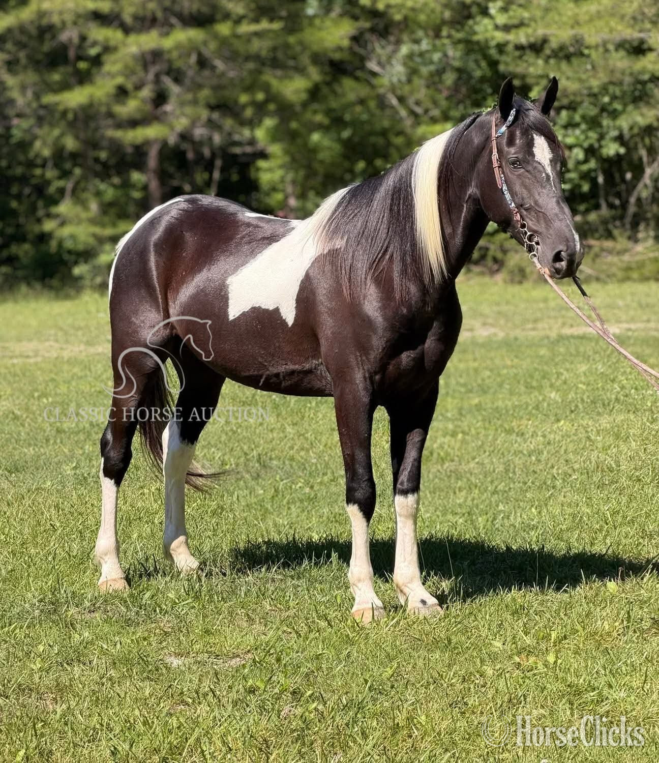 Spotted Saddle - "DIEGO" Tabiano Gelding Spotted Saddle in Kentucky