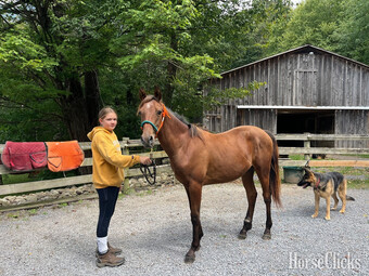 "Still Water Eclipse" Bay Gelding Arabian Cross