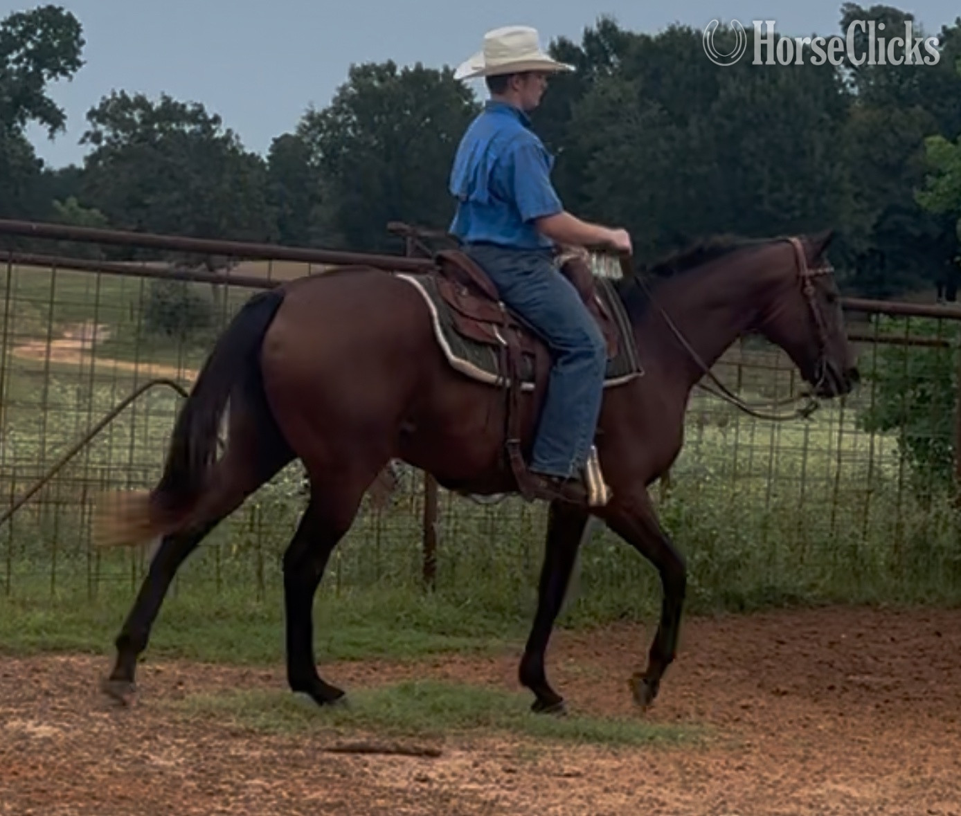 "Grace " Bay Mare Thoroughbred in Texas