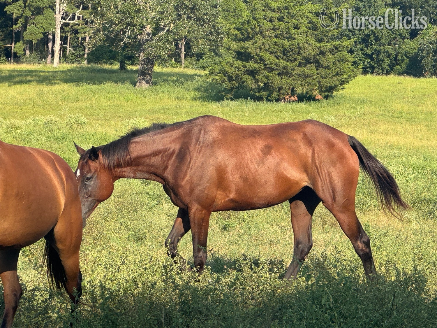 "Grace " Bay Mare Thoroughbred