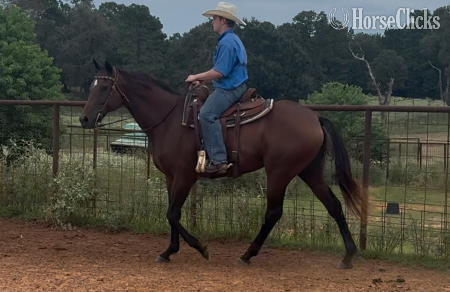 Texas "Grace " Bay Mare Thoroughbred