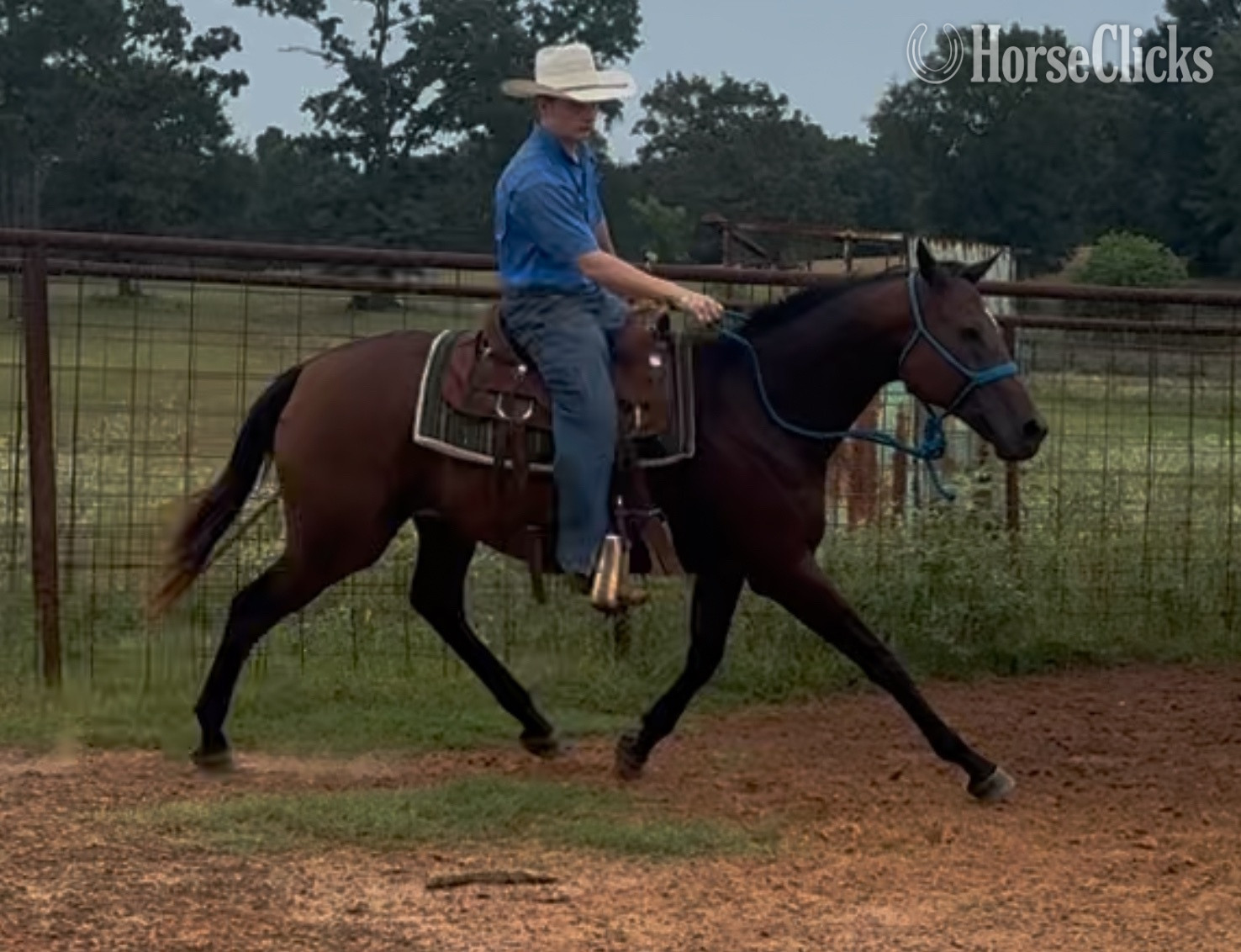 "Grace " Bay Mare Thoroughbred - Thoroughbred in Texas