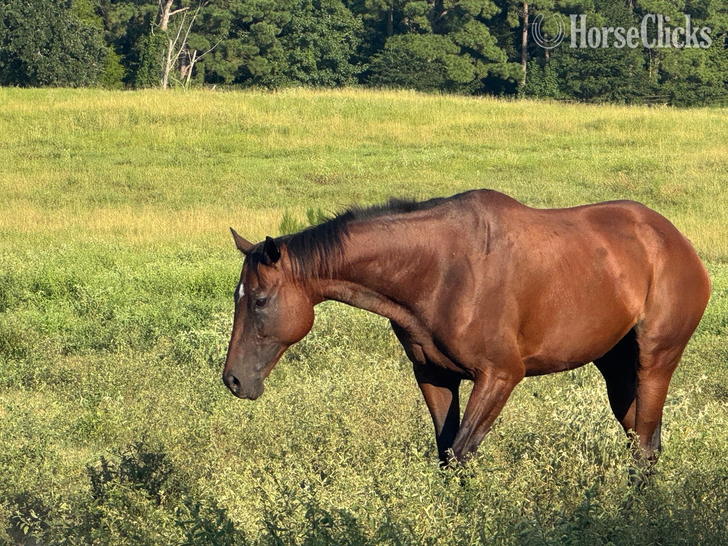 "Grace " Bay Mare Thoroughbred - Thoroughbred