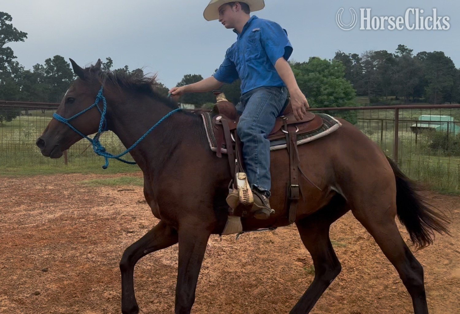 "Grace " Bay Mare Thoroughbred Texas