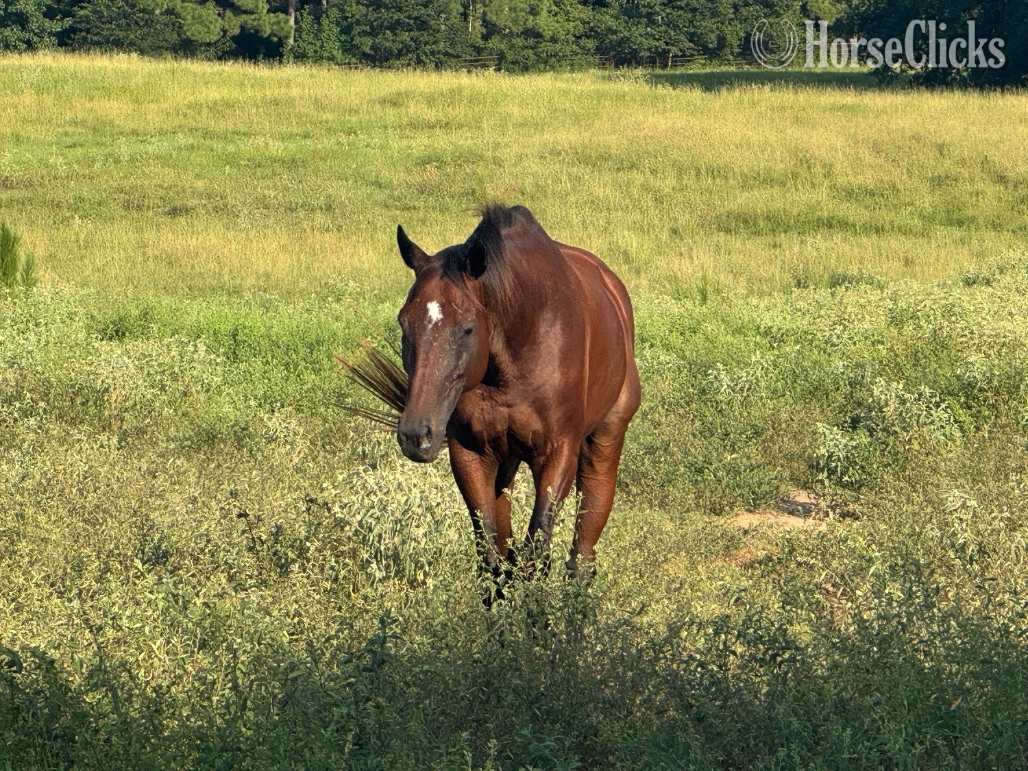 Thoroughbred - "Grace " Bay Mare Thoroughbred in Texas