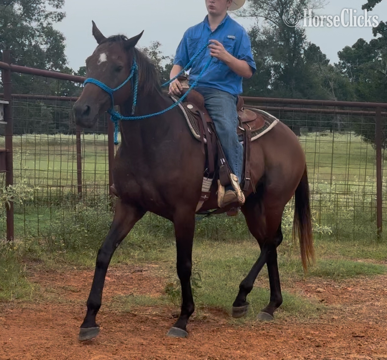 Thoroughbred - "Grace " Bay Mare Thoroughbred