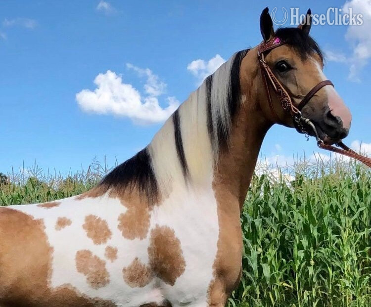 "Brenda " Brown Mare Quarter Horse in California