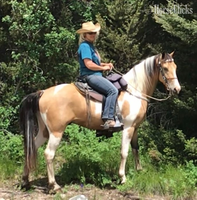 "Brenda " Brown Mare Quarter Horse