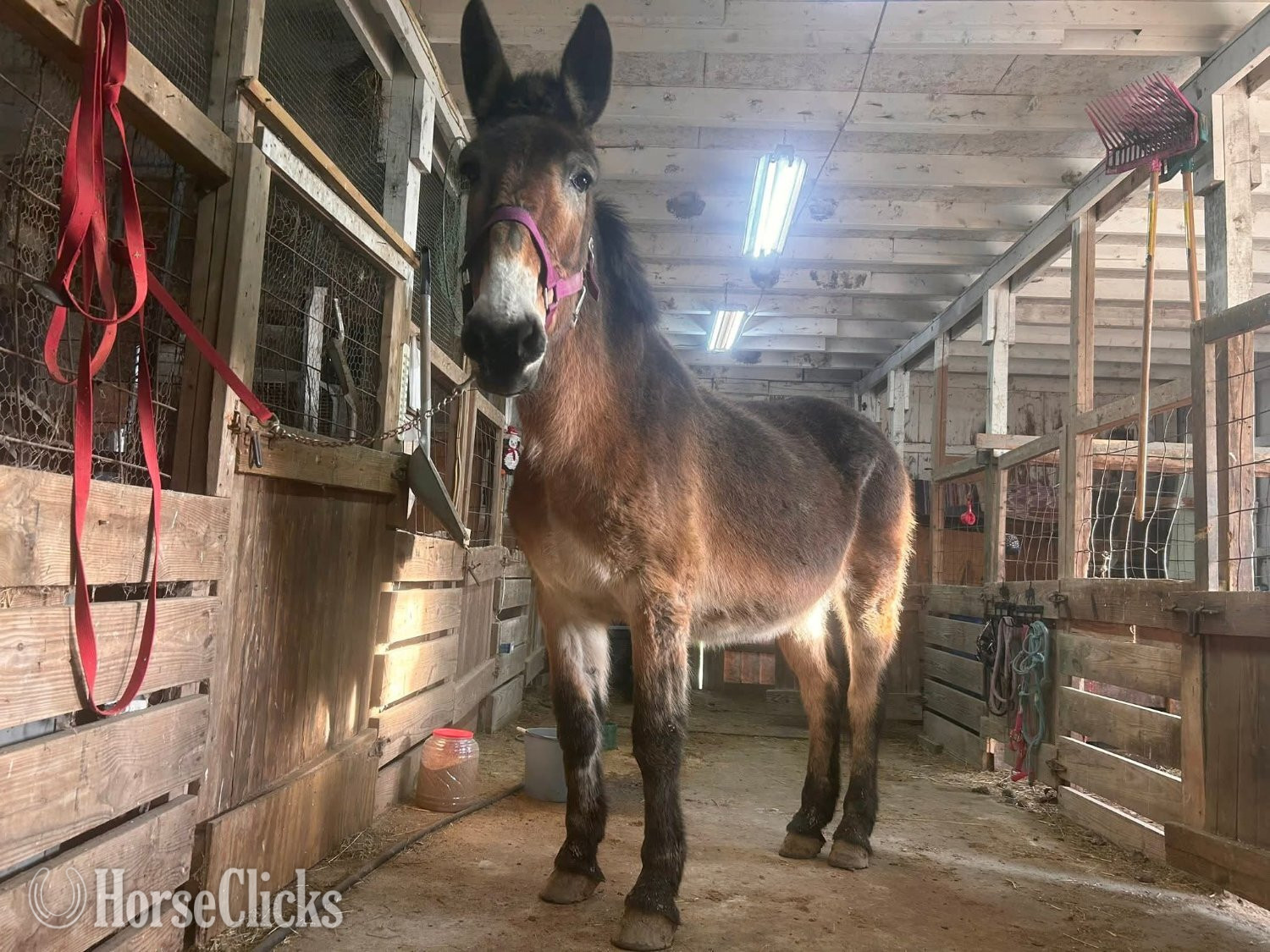 "Diamond"  Mare Mule