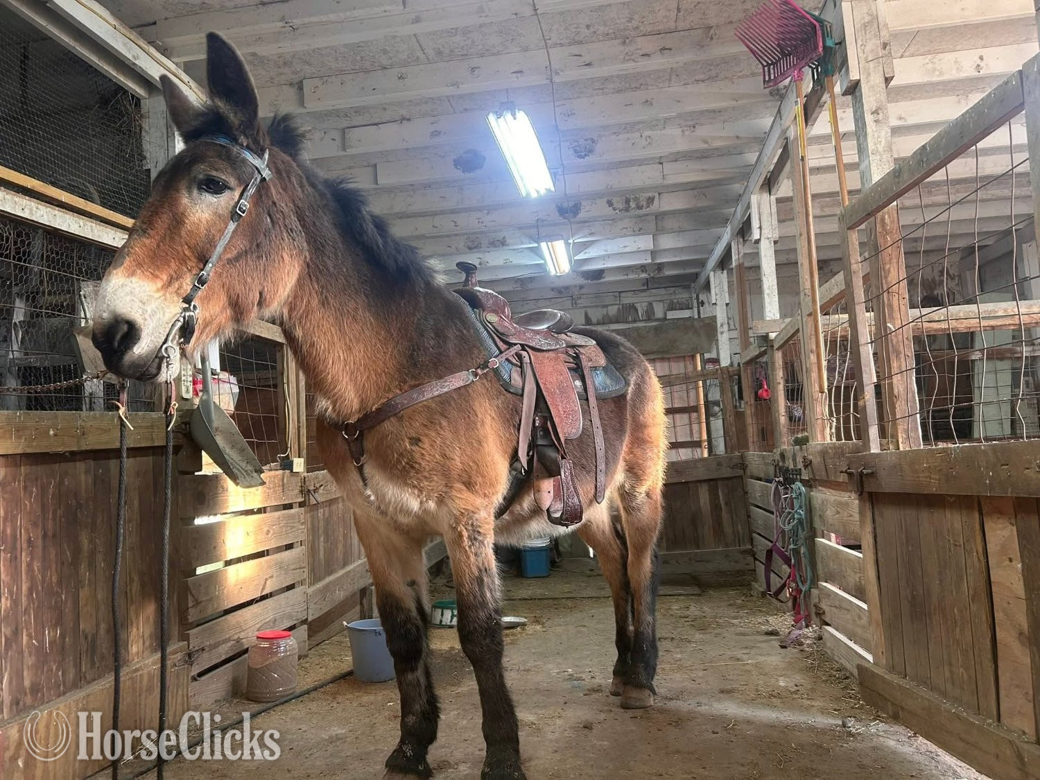 California "Diamond"  Mare Mule