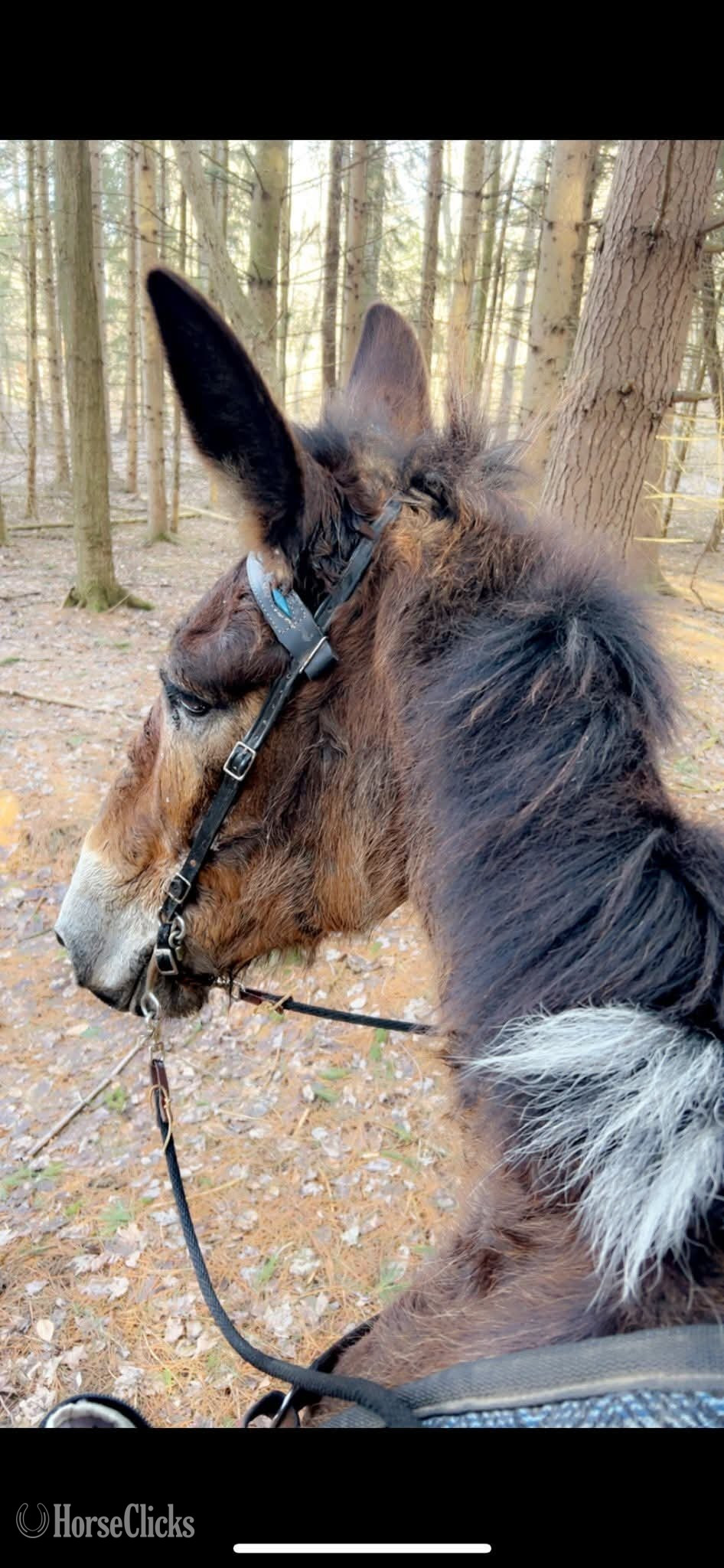 "Diamond"  Mare Mule - Mule in California