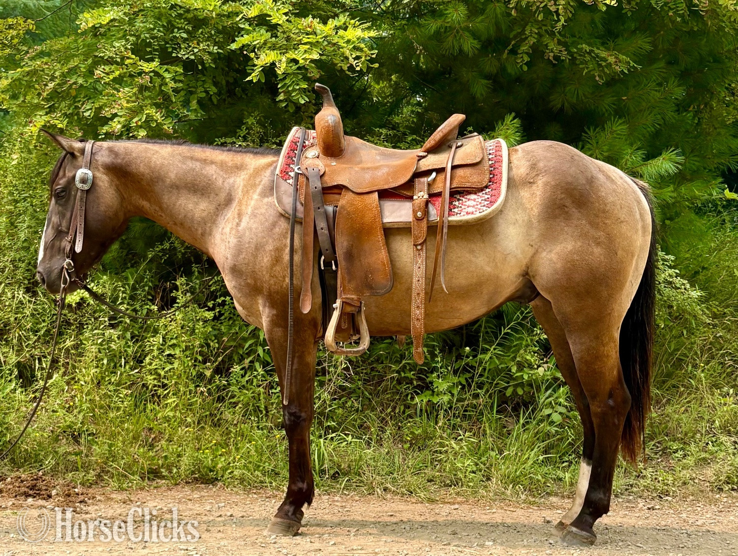 "Smokey" Grullo Gelding Quarter Horse in Ohio