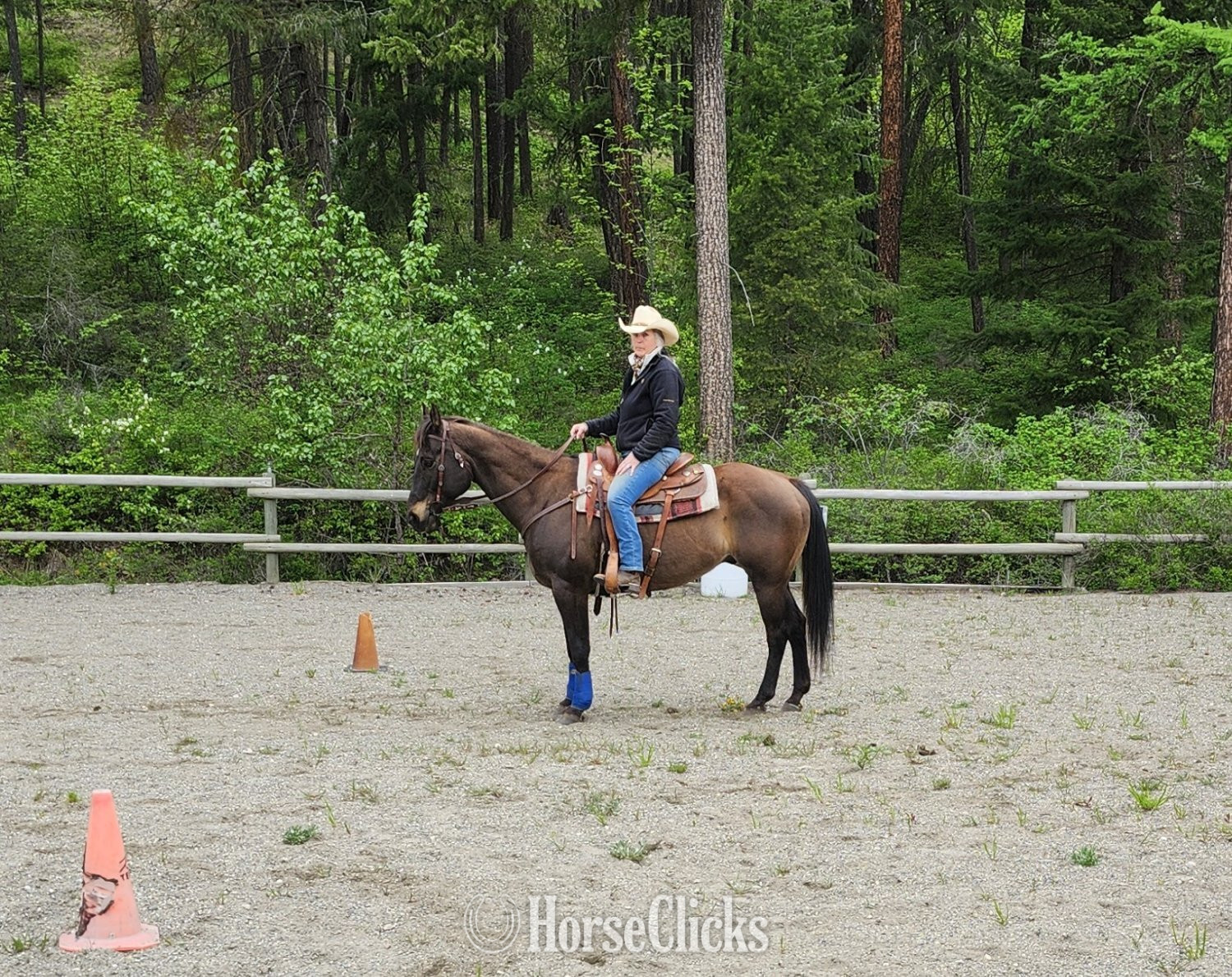 "SMART LUV MONEY" Buckskin Gelding Quarter Horse in British Columbia