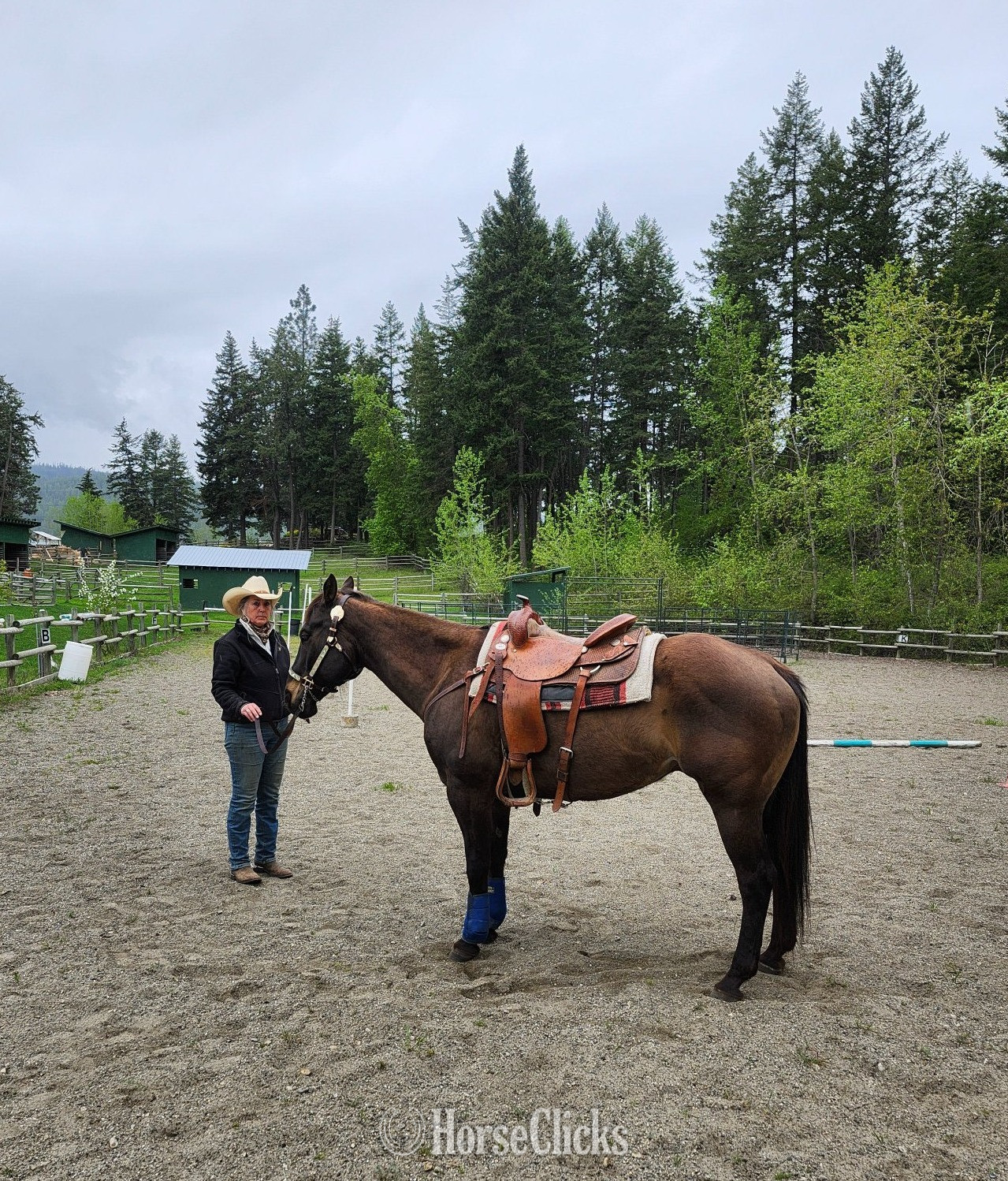 "SMART LUV MONEY" Buckskin Gelding Quarter Horse