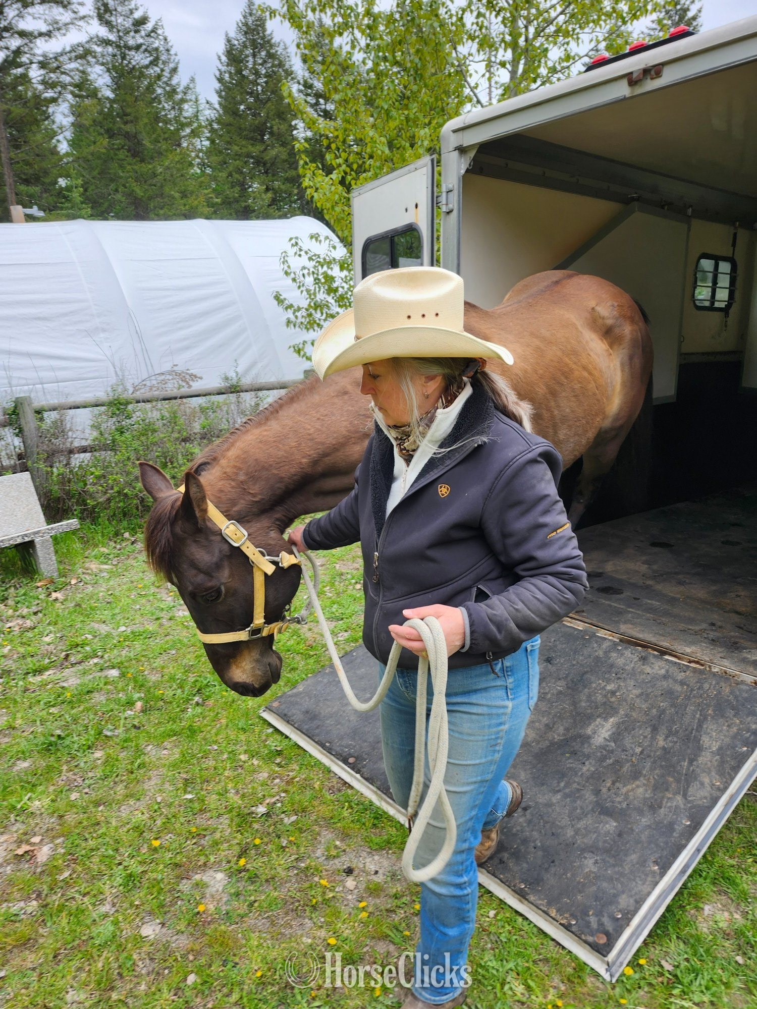 British Columbia "SMART LUV MONEY" Buckskin Gelding Quarter Horse