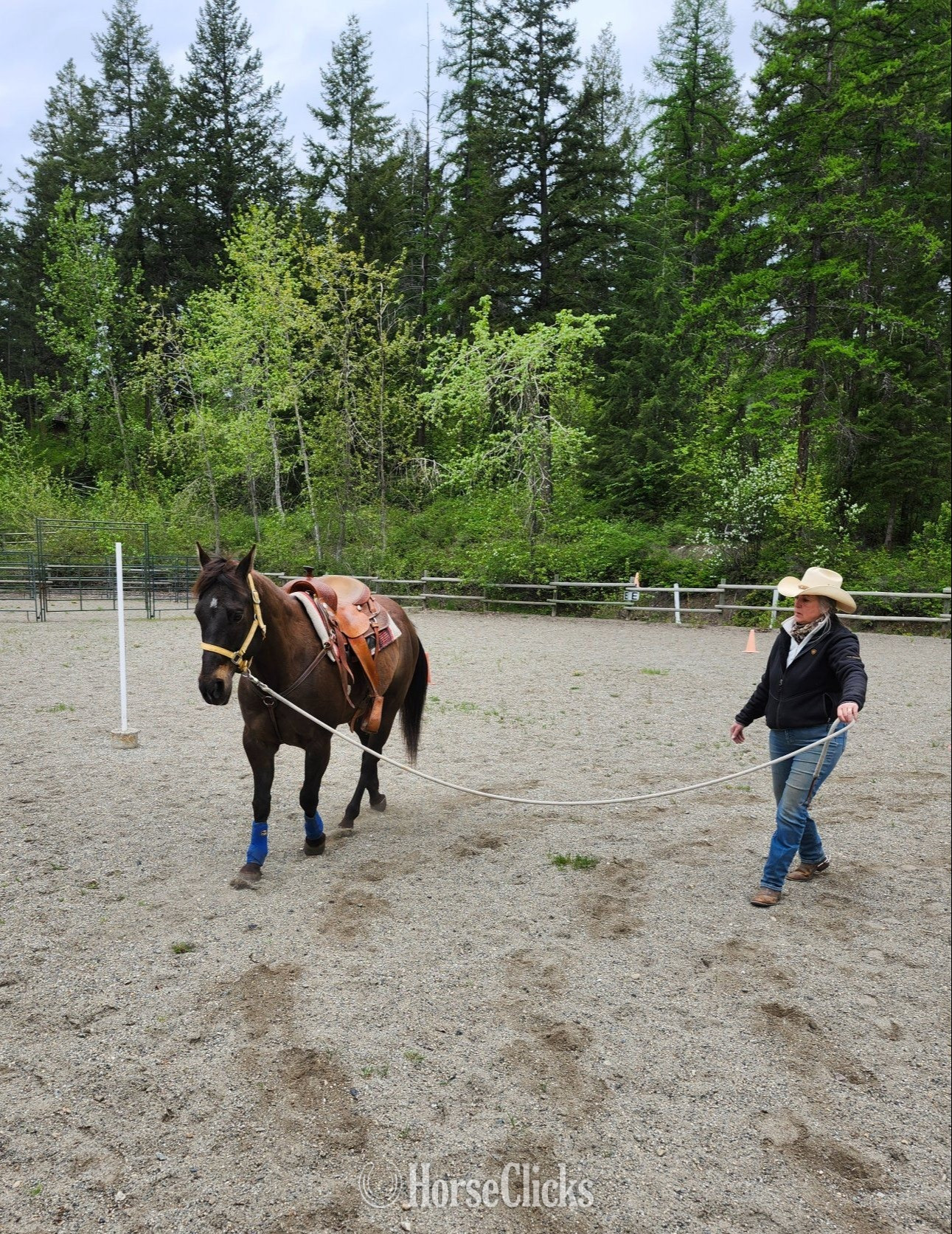 "SMART LUV MONEY" Buckskin Gelding Quarter Horse - Quarter Horse