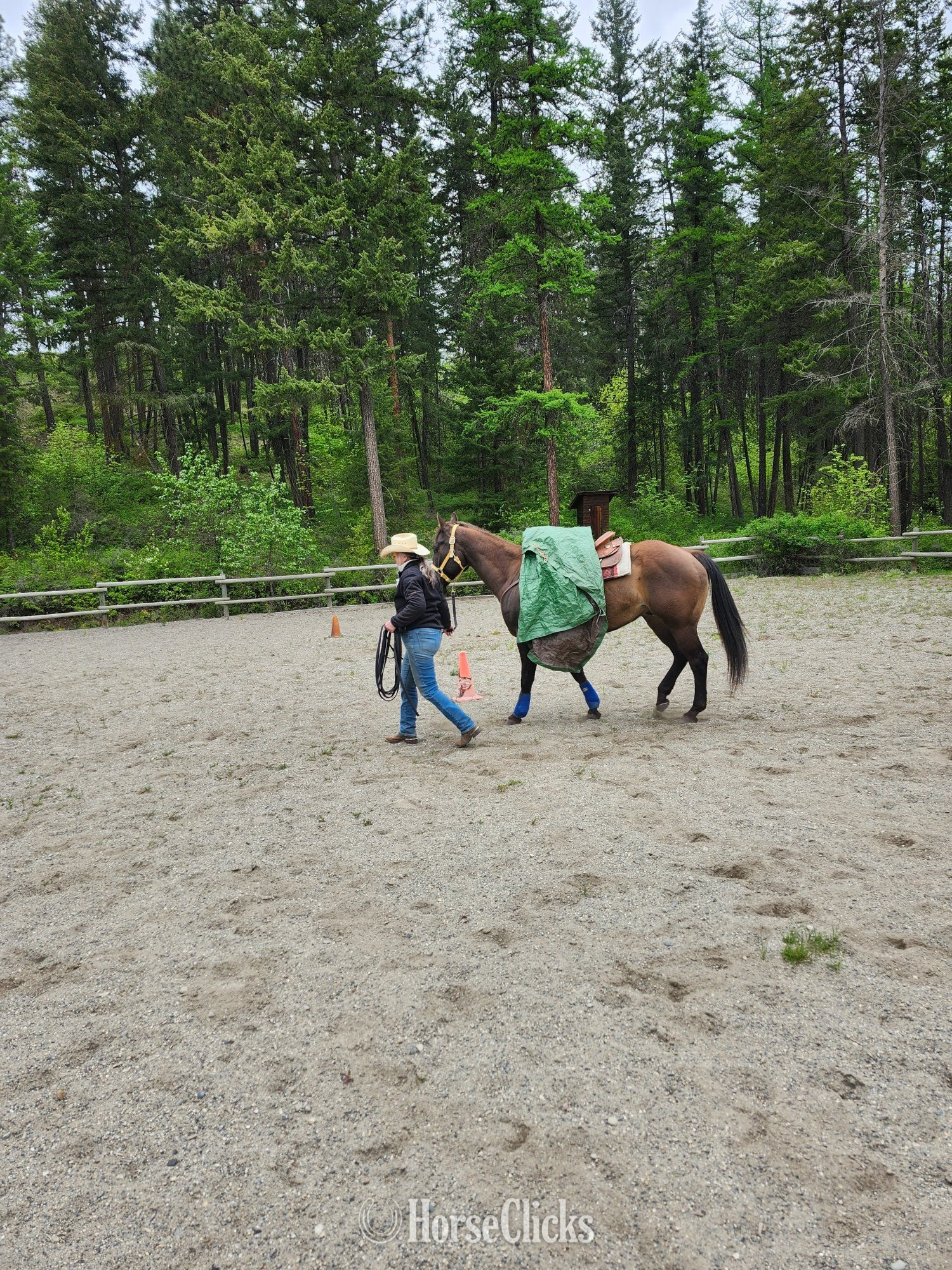 "SMART LUV MONEY" Buckskin Gelding Quarter Horse British Columbia