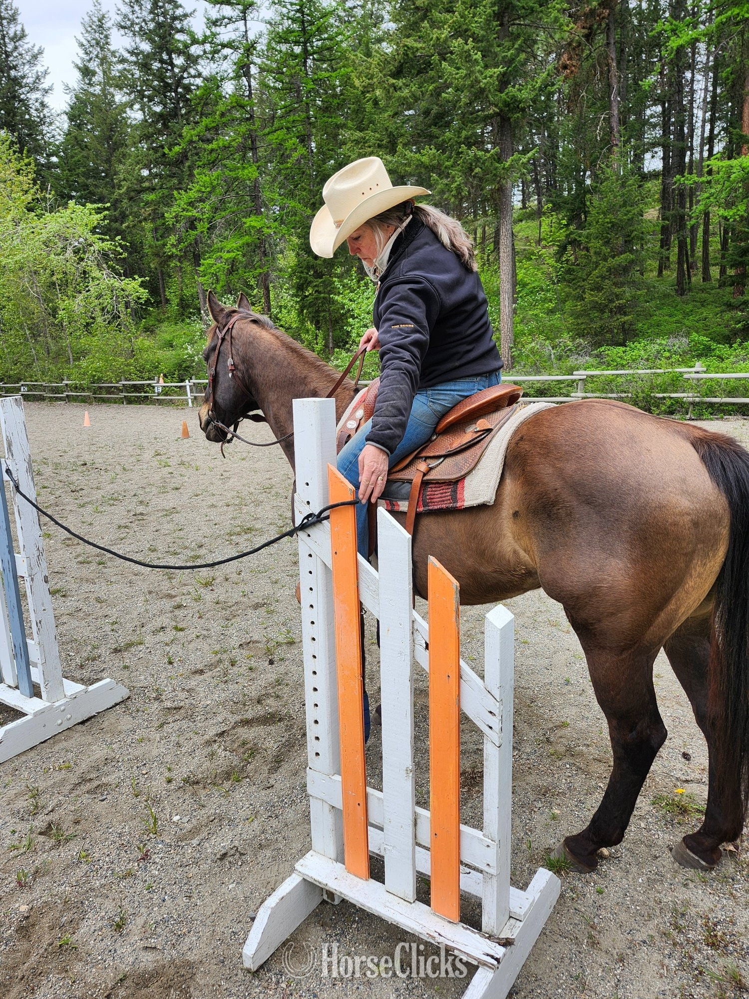 Quarter Horse - "SMART LUV MONEY" Buckskin Gelding Quarter Horse in British Columbia