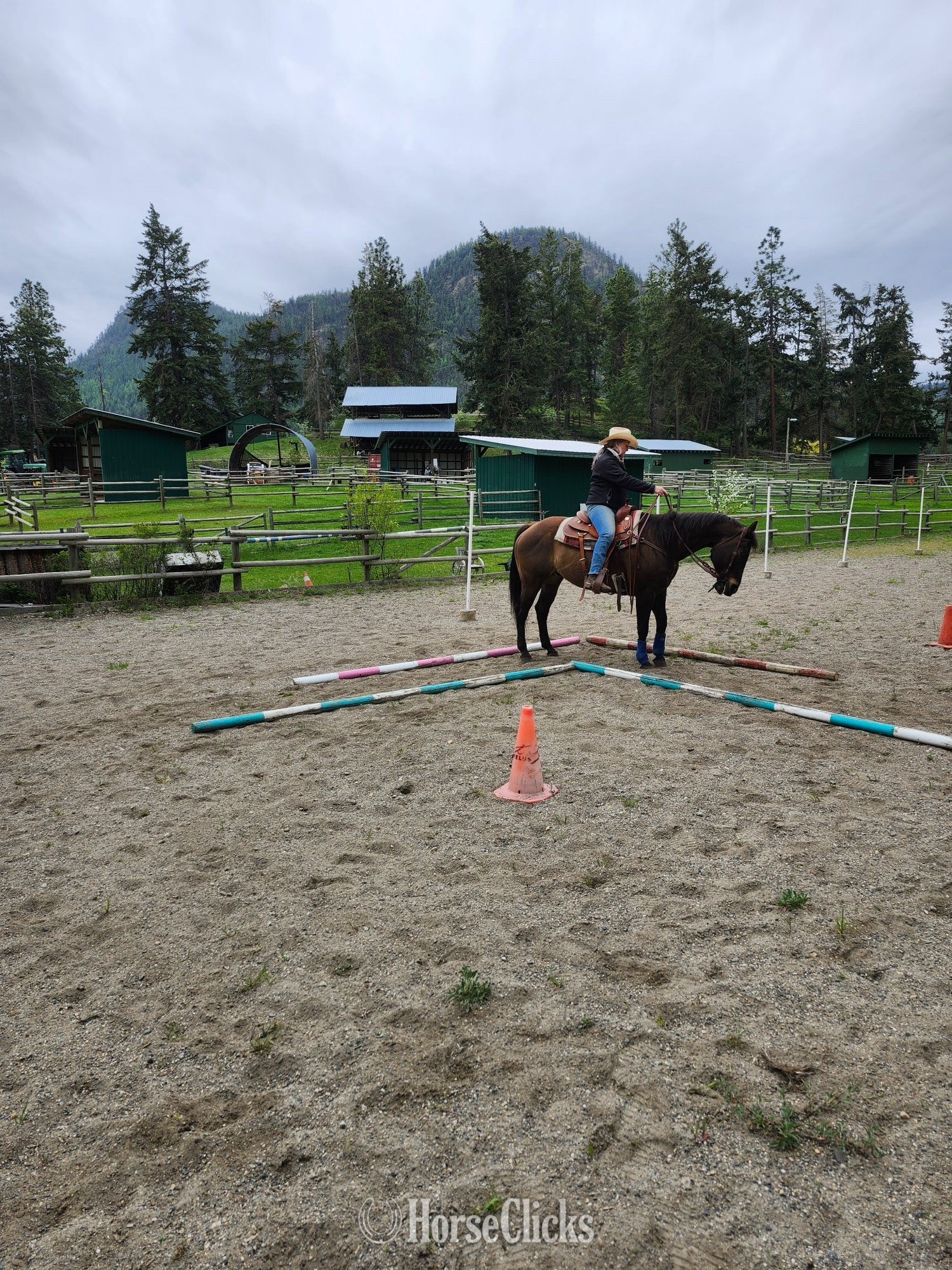 Quarter Horse - "SMART LUV MONEY" Buckskin Gelding Quarter Horse