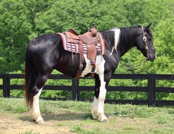 "Johnny Walker" Gelding Draft