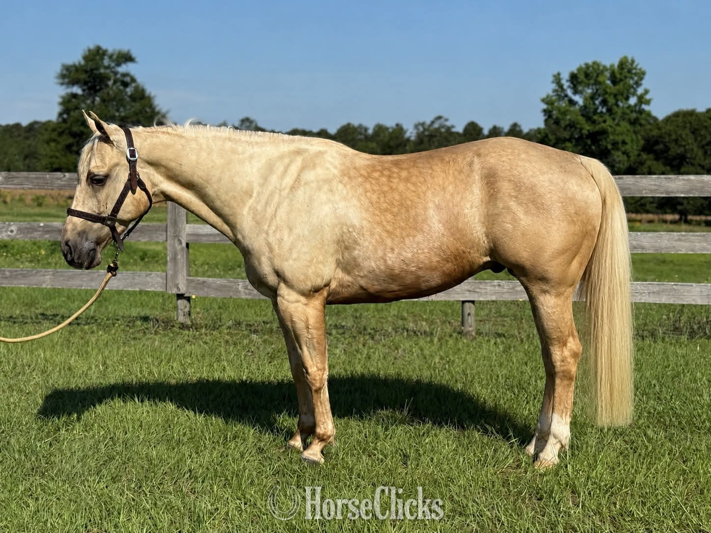"Aspen " Palomino Gelding Quarter Horse in North Carolina