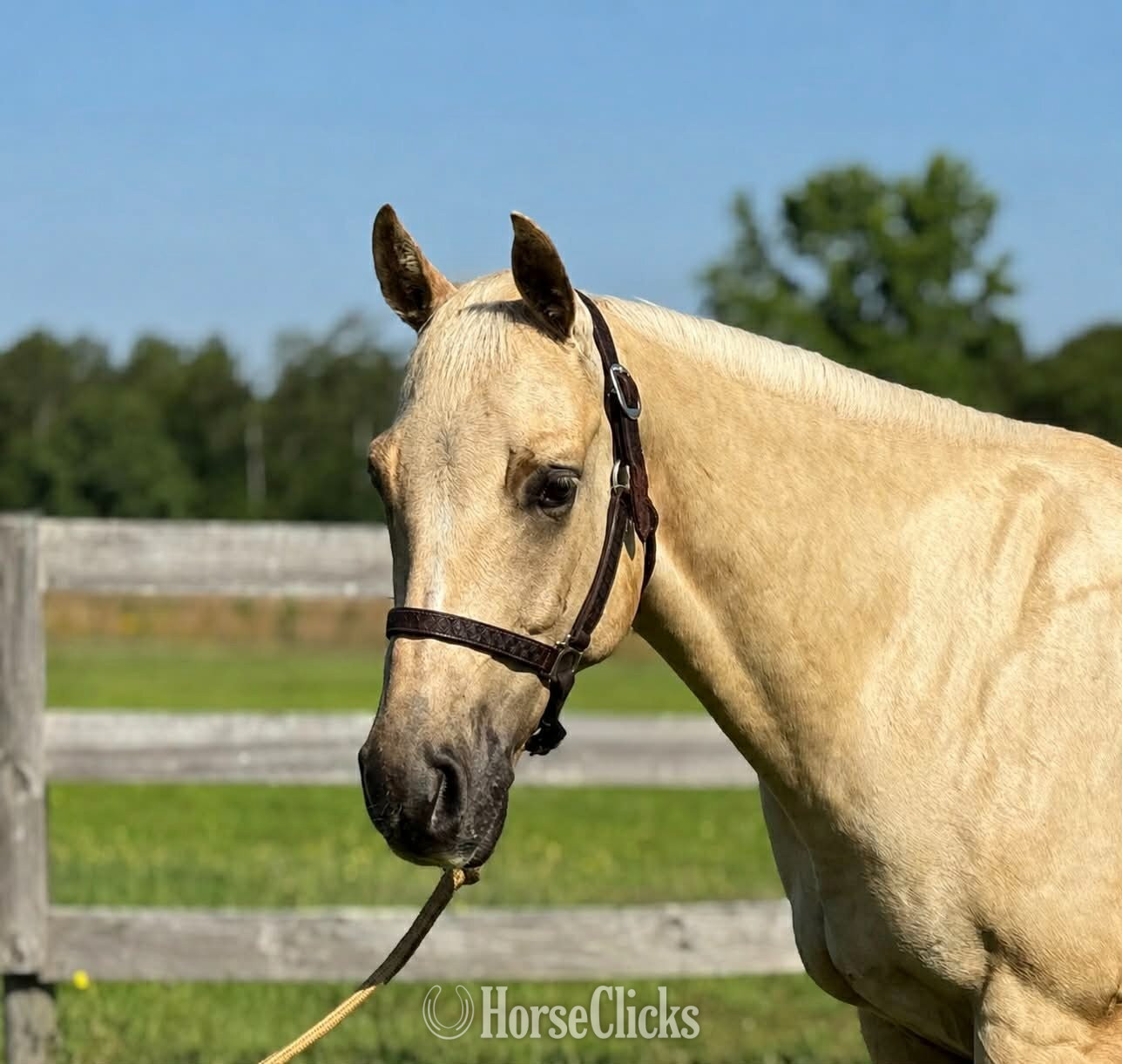 "Aspen " Palomino Gelding Quarter Horse