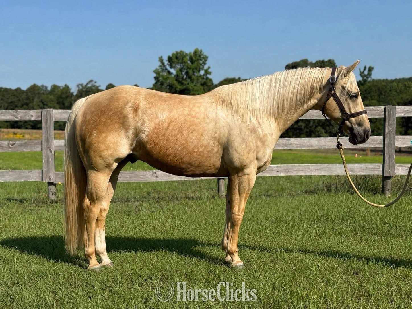 North Carolina "Aspen " Palomino Gelding Quarter Horse