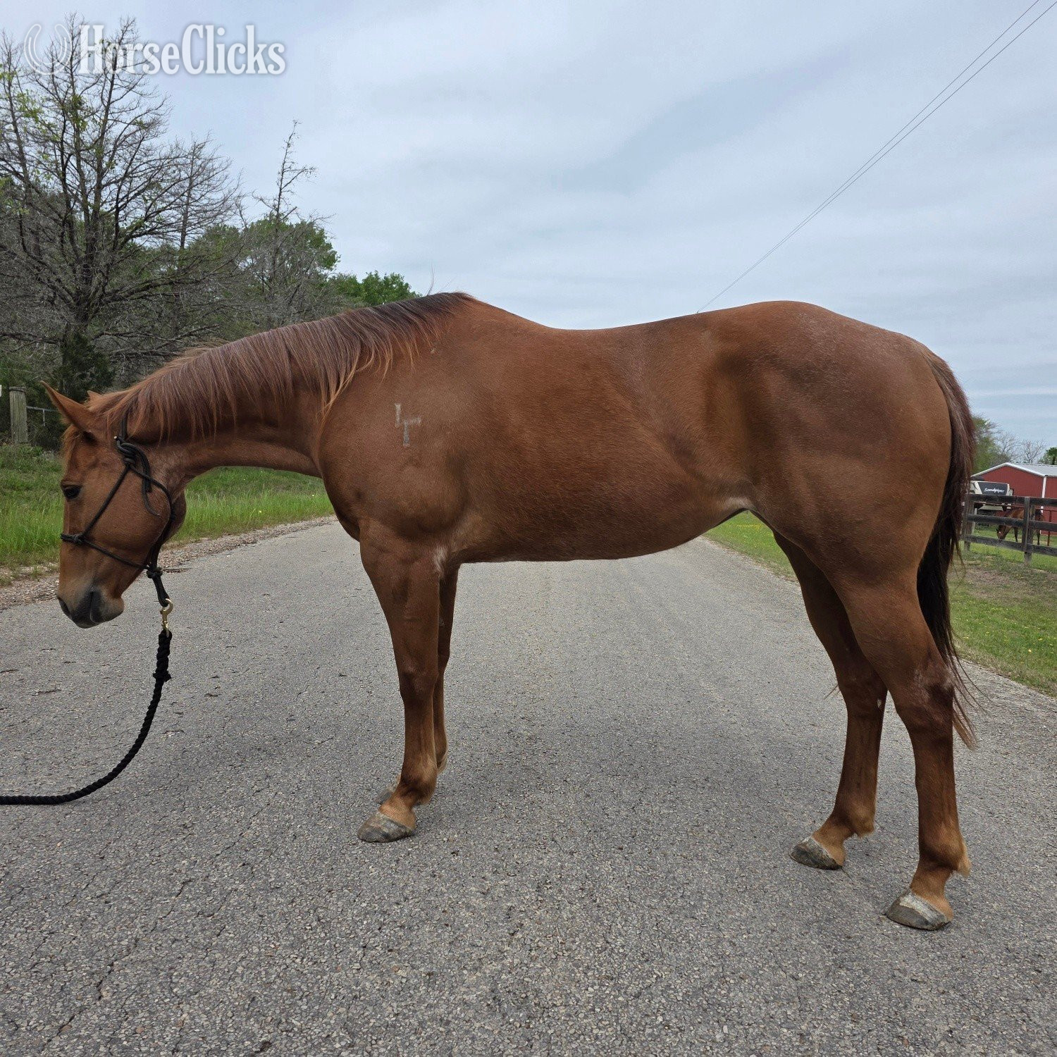 "Lil Strawberry Chic" Red Roan Mare Appendix in Texas