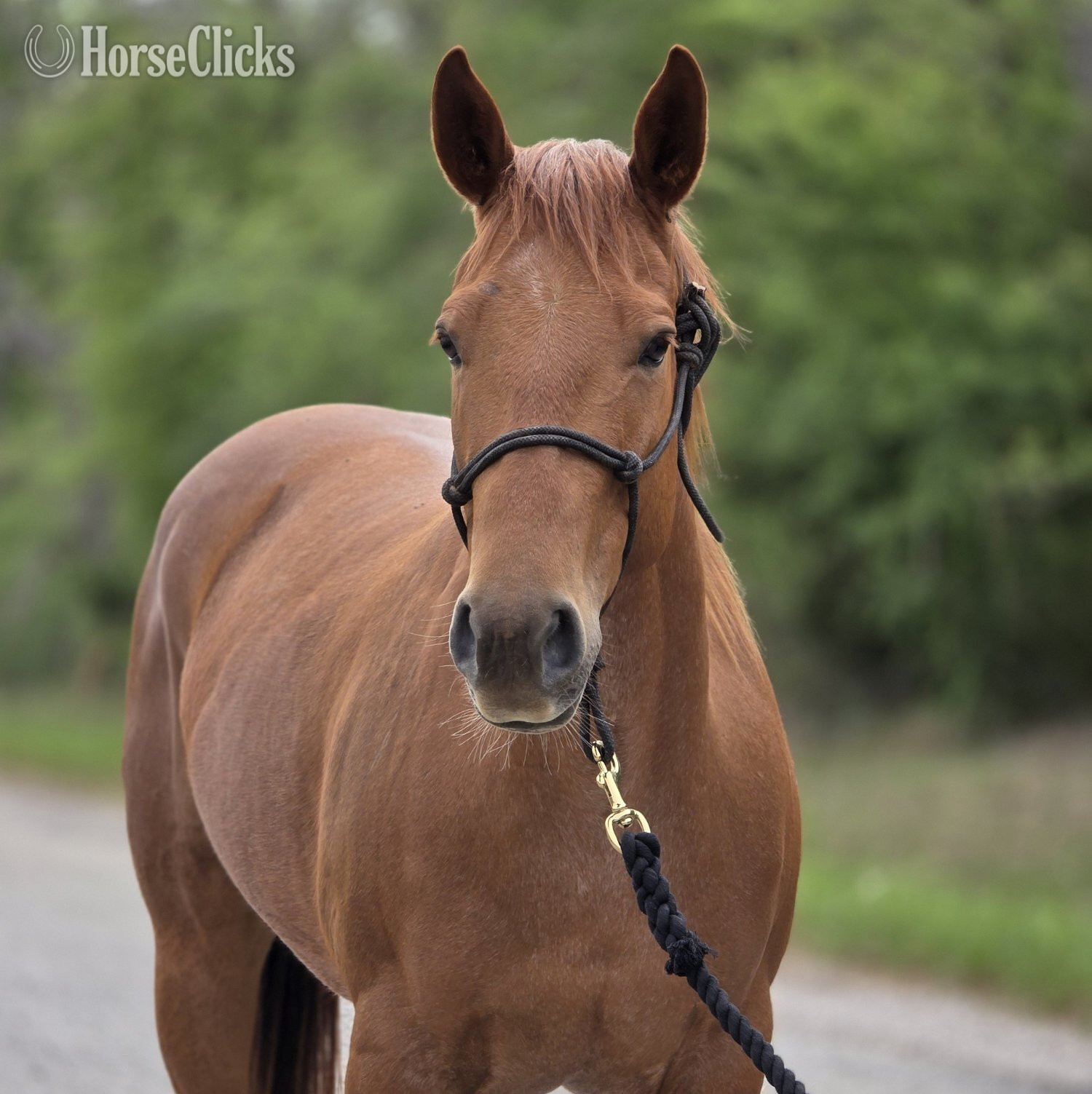 "Lil Strawberry Chic" Red Roan Mare Appendix