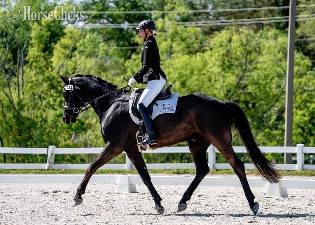"Finestro" Black Gelding Oldenburg in Florida