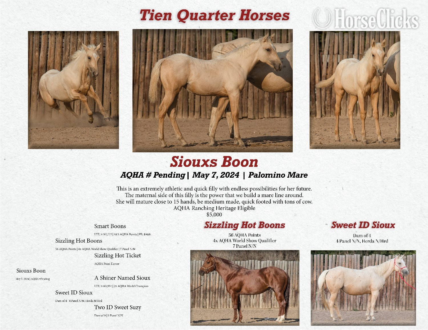 "Siouxs Boon" Palomino Filly Quarter Horse in Kansas