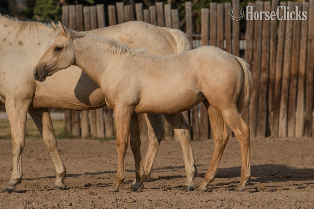 "Siouxs Boon" Palomino Filly Quarter Horse